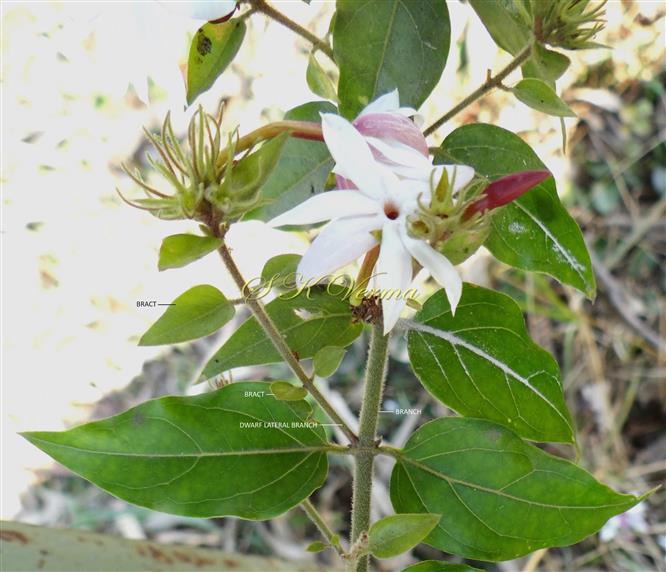  Flowering shoot with dwarf lateral branchlet